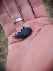 Carabus exaratus