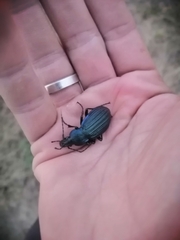 Carabus exaratus
