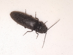 Hemicrepidius nemnonius