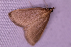 Framinghamia helvalis