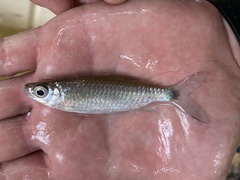 Brycinus macrolepidotus