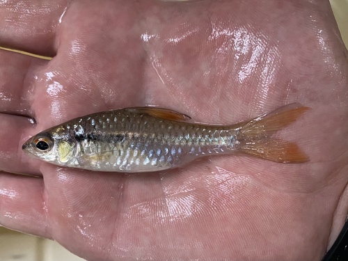 Martorell's barb (Enteromius martorelli) — Cyprinidae — 2