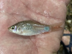 Enteromius camptacanthus