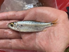 Brycinus kingsleyae