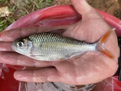 Bryconaethiops macrops