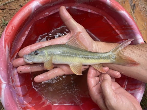 Congo labeo (Labeo annectens) — Cyprinidae — 4