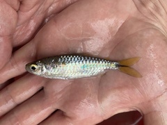 Brycinus opisthotaenia