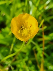 Ranunculus propinquus