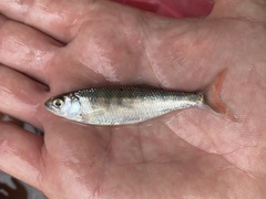 Opsaridium ubangiense