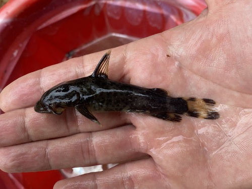 Suckermouth squeaker (Atopochilus savorgnani) — Mochokidae — 3