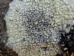 Minutoexcipula mariana