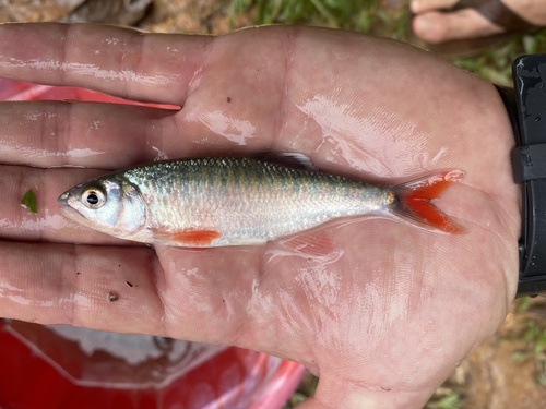Ubangi minnow (Opsaridium ubangiense) — Cyprinidae — 4