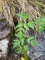 Conioselinum