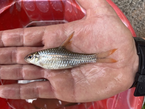 Spinyfin barb (Enteromius prionacanthus) — Cyprinidae — 5