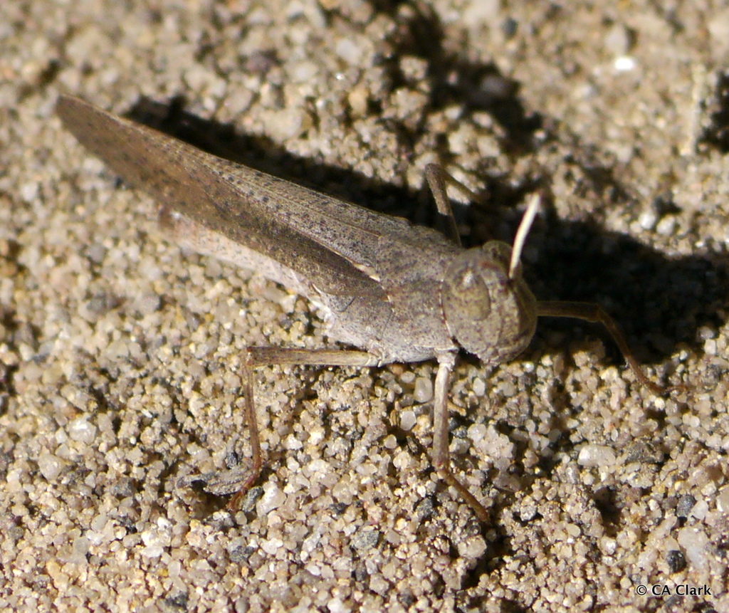 Peakesiina