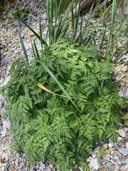Conioselinum