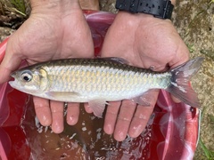 Brycinus macrolepidotus