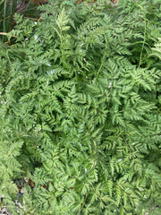 Conioselinum