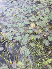 Nuphar × rubrodisca