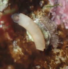 Caecum californicum