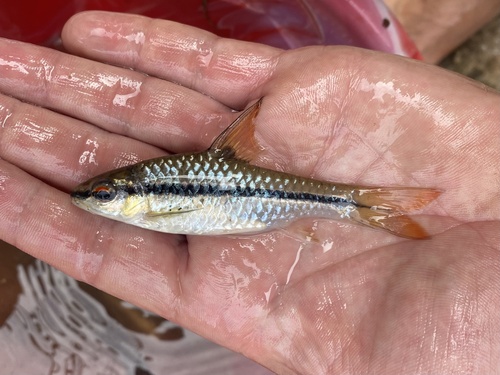 Martorell's barb (Enteromius martorelli) — Cyprinidae — 3