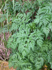 Conioselinum