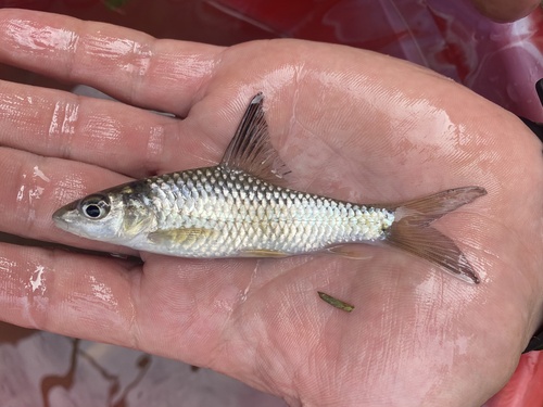 Snoutfin yellowfish (Labeobarbus progenys) — Cyprinidae — 2