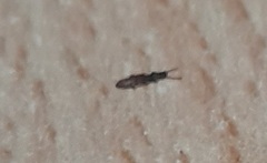 Oryzaephilus surinamensis