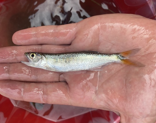 Buchholz's minnow (Raiamas buchholzi) — Cyprinidae — 3