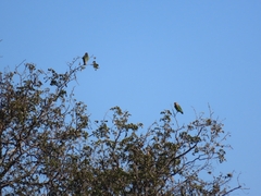 Poicephalus cryptoxanthus cryptoxanthus