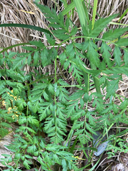 Conioselinum