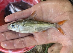 Bryconaethiops macrops