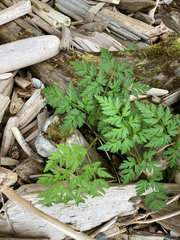 Conioselinum