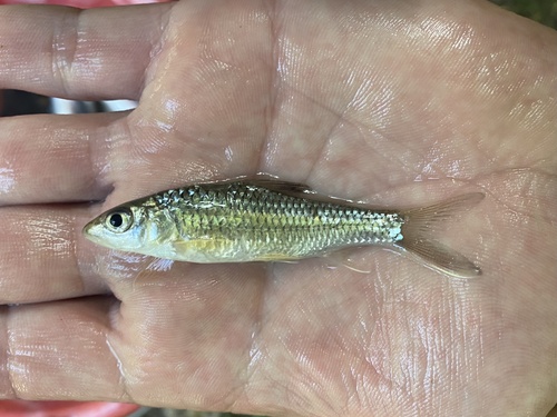 Bates's barb (Labeobarbus batesii) — Cyprinidae — 4