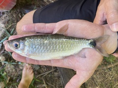 Brycinus macrolepidotus