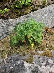 Conioselinum