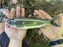 Brycinus macrolepidotus