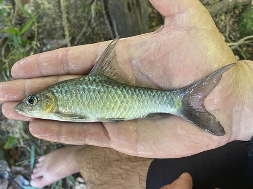 Snoutfin yellowfish (Labeobarbus progenys) — Cyprinidae — 4