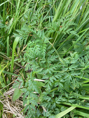 Conioselinum