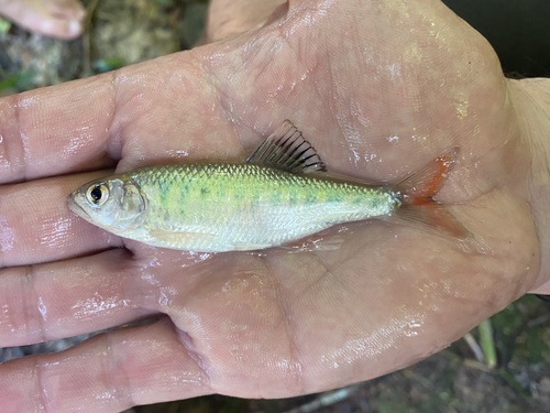 Ubangi-karperzalm (Opsaridium ubangiense) — Cyprinidae