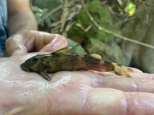 Suckermouth squeaker (Atopochilus savorgnani) — Mochokidae