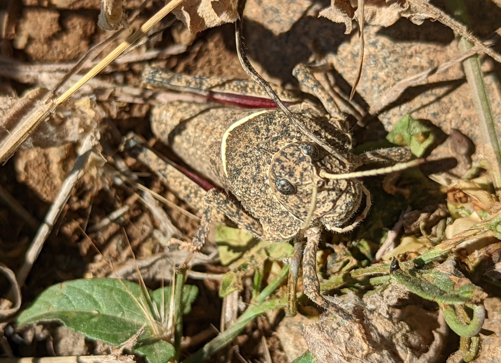 Glyphotmethis adaliae