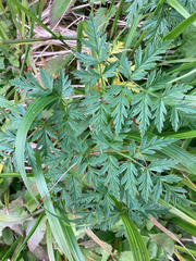 Conioselinum