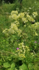 Thalictrum lucidum