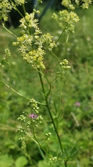 Thalictrum lucidum