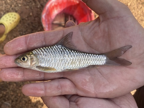 Axelrod's yellowfish (Labeobarbus axelrodi) — Cyprinidae