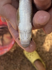 Labeobarbus axelrodi