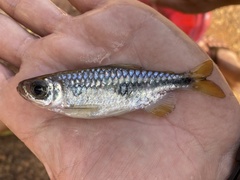 Brycinus opisthotaenia