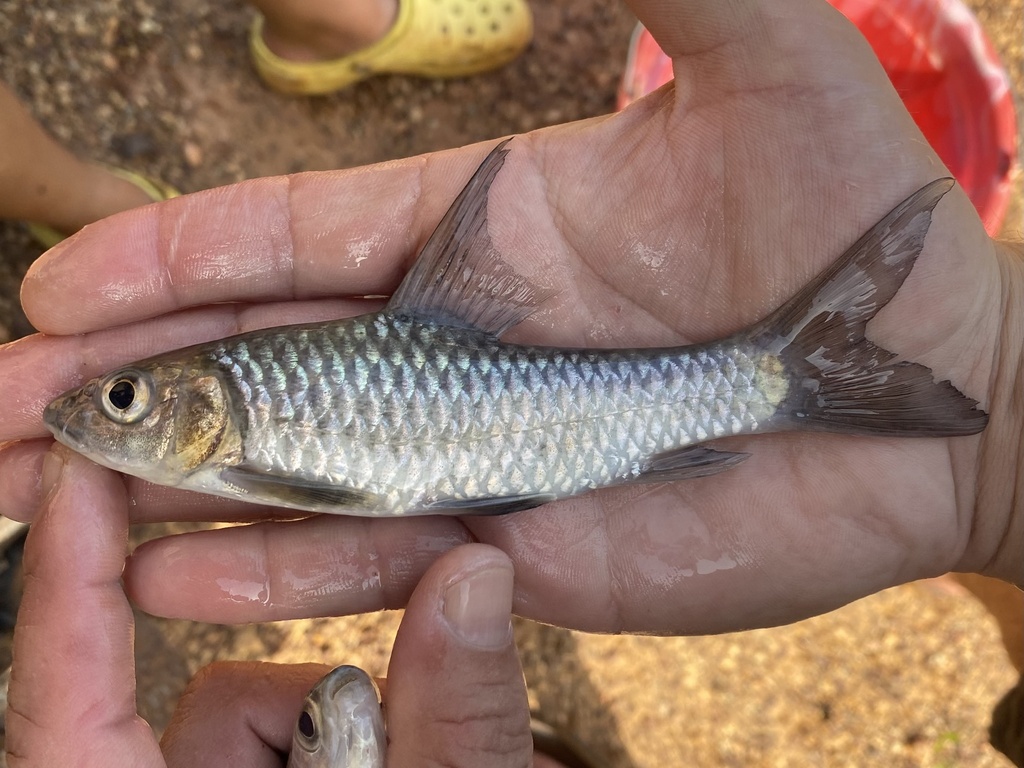 Snoutfin yellowfish (Labeobarbus progenys) — Cyprinidae