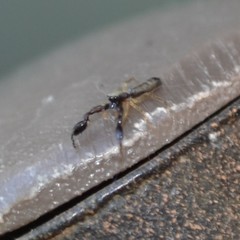 Cheliferoides longimanus